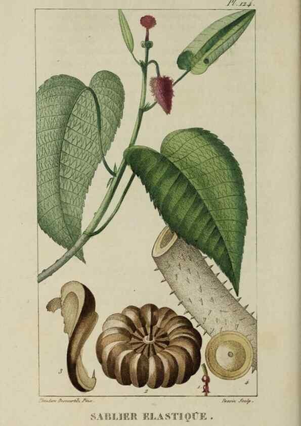 Reproducción/Reproduction 46255629515: Flore pittoresque et médicale des Antilles, ou, Histoire naturelle des plantes usuelles des colonies françaises, anglaises, espagnoles, et portugaises /. Paris :Ches l'Editeur,1833.. 