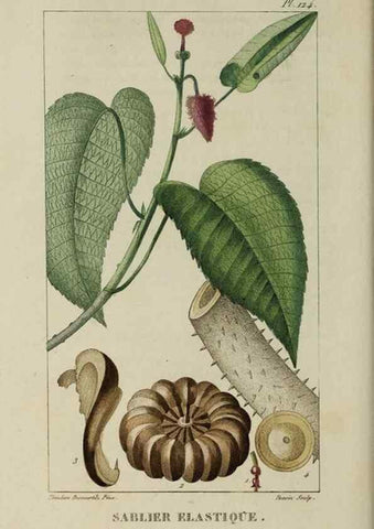 Reproducción/Reproduction 46255629515: Flore pittoresque et médicale des Antilles, ou, Histoire naturelle des plantes usuelles des colonies françaises, anglaises, espagnoles, et portugaises /. Paris :Ches l'Editeur,1833.. 