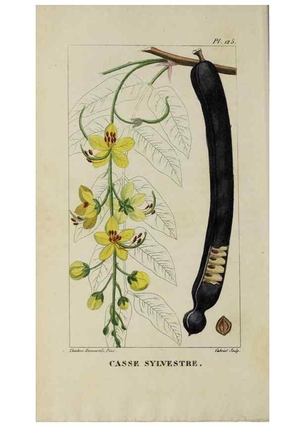 Reproducción/Reproduction 40204865593: Flore pittoresque et médicale des Antilles, ou, Histoire naturelle des plantes usuelles des colonies françaises, anglaises, espagnoles, et portugaises /. Paris :Ches l'Editeur,1833.. 