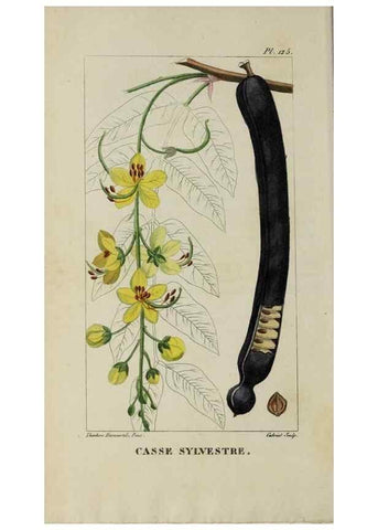 Reproducción/Reproduction 40204865593: Flore pittoresque et médicale des Antilles, ou, Histoire naturelle des plantes usuelles des colonies françaises, anglaises, espagnoles, et portugaises /. Paris :Ches l'Editeur,1833.. 