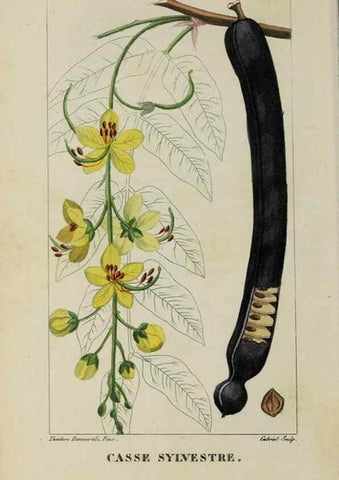 Reproducción/Reproduction 40204865593: Flore pittoresque et médicale des Antilles, ou, Histoire naturelle des plantes usuelles des colonies françaises, anglaises, espagnoles, et portugaises /. Paris :Ches l'Editeur,1833.. 
