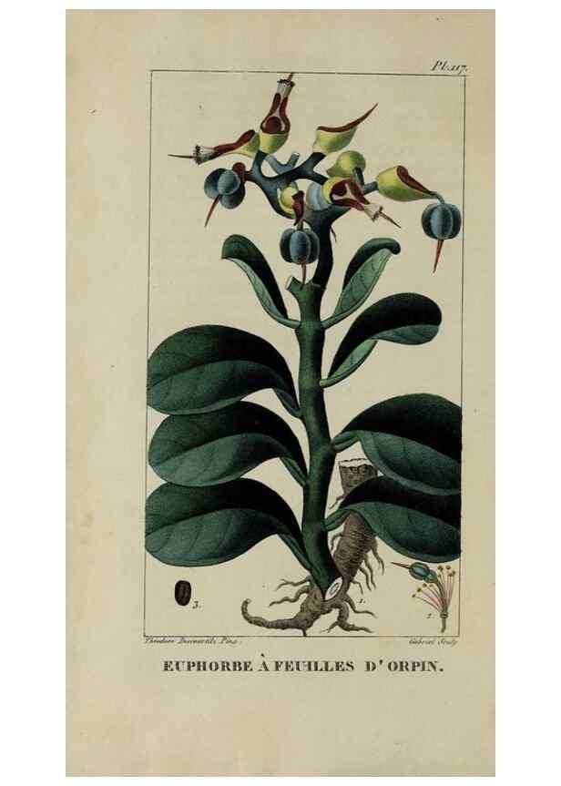 Reproducción/Reproduction 46446218924: Flore pittoresque et médicale des Antilles, ou, Histoire naturelle des plantes usuelles des colonies françaises, anglaises, espagnoles, et portugaises /. Paris :Ches l'Editeur,1833.. 