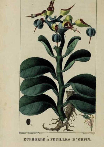 Reproducción/Reproduction 46446218924: Flore pittoresque et médicale des Antilles, ou, Histoire naturelle des plantes usuelles des colonies françaises, anglaises, espagnoles, et portugaises /. Paris :Ches l'Editeur,1833.. 