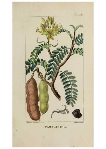 Reproducción/Reproduction 32227922947: Flore pittoresque et médicale des Antilles, ou, Histoire naturelle des plantes usuelles des colonies françaises, anglaises, espagnoles, et portugaises /. Paris :Ches l'Editeur,1833.. 