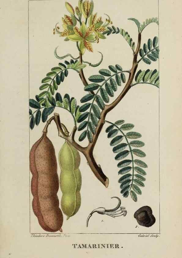 Reproducción/Reproduction 32227922947: Flore pittoresque et médicale des Antilles, ou, Histoire naturelle des plantes usuelles des colonies françaises, anglaises, espagnoles, et portugaises /. Paris :Ches l'Editeur,1833.. 