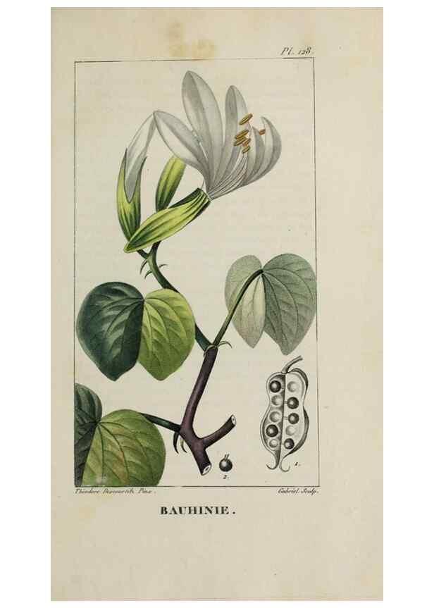 Reproducción/Reproduction 46255632905: Flore pittoresque et médicale des Antilles, ou, Histoire naturelle des plantes usuelles des colonies françaises, anglaises, espagnoles, et portugaises /. Paris :Ches l'Editeur,1833.. 