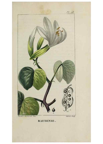 Reproducción/Reproduction 46255632905: Flore pittoresque et médicale des Antilles, ou, Histoire naturelle des plantes usuelles des colonies françaises, anglaises, espagnoles, et portugaises /. Paris :Ches l'Editeur,1833.. 