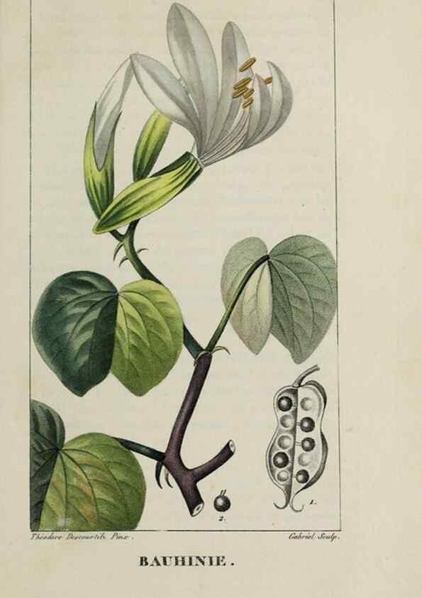 Reproducción/Reproduction 46255632905: Flore pittoresque et médicale des Antilles, ou, Histoire naturelle des plantes usuelles des colonies françaises, anglaises, espagnoles, et portugaises /. Paris :Ches l'Editeur,1833.. 