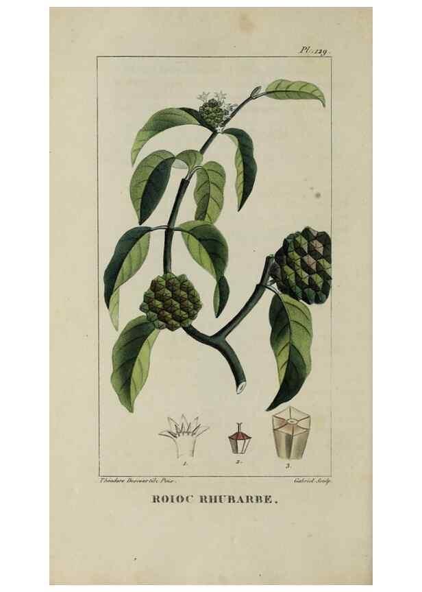 Reproducción/Reproduction 46446231274: Flore pittoresque et médicale des Antilles, ou, Histoire naturelle des plantes usuelles des colonies françaises, anglaises, espagnoles, et portugaises /. Paris :Ches l'Editeur,1833.. 