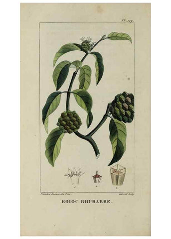 Reproducción/Reproduction 46446231274: Flore pittoresque et médicale des Antilles, ou, Histoire naturelle des plantes usuelles des colonies françaises, anglaises, espagnoles, et portugaises /. Paris :Ches l'Editeur,1833.. 