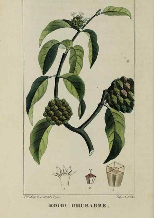 Reproducción/Reproduction 46446231274: Flore pittoresque et médicale des Antilles, ou, Histoire naturelle des plantes usuelles des colonies françaises, anglaises, espagnoles, et portugaises /. Paris :Ches l'Editeur,1833.. 