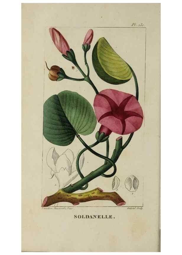 Reproducción/Reproduction 33294562818: Flore pittoresque et médicale des Antilles, ou, Histoire naturelle des plantes usuelles des colonies françaises, anglaises, espagnoles, et portugaises /. Paris :Ches l'Editeur,1833.. 