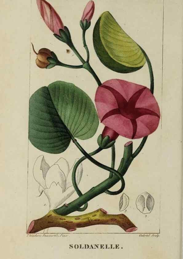Reproducción/Reproduction 33294562818: Flore pittoresque et médicale des Antilles, ou, Histoire naturelle des plantes usuelles des colonies françaises, anglaises, espagnoles, et portugaises /. Paris :Ches l'Editeur,1833.. 