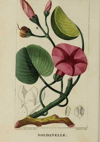 Reproducción/Reproduction 33294562818: Flore pittoresque et médicale des Antilles, ou, Histoire naturelle des plantes usuelles des colonies françaises, anglaises, espagnoles, et portugaises /. Paris :Ches l'Editeur,1833.. 