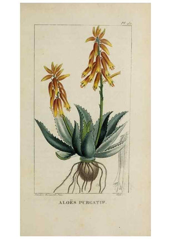Reproducción/Reproduction 47117773062: Flore pittoresque et médicale des Antilles, ou, Histoire naturelle des plantes usuelles des colonies françaises, anglaises, espagnoles, et portugaises /. Paris :Ches l'Editeur,1833.. 