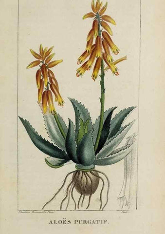 Reproducción/Reproduction 47117773062: Flore pittoresque et médicale des Antilles, ou, Histoire naturelle des plantes usuelles des colonies françaises, anglaises, espagnoles, et portugaises /. Paris :Ches l'Editeur,1833.. 