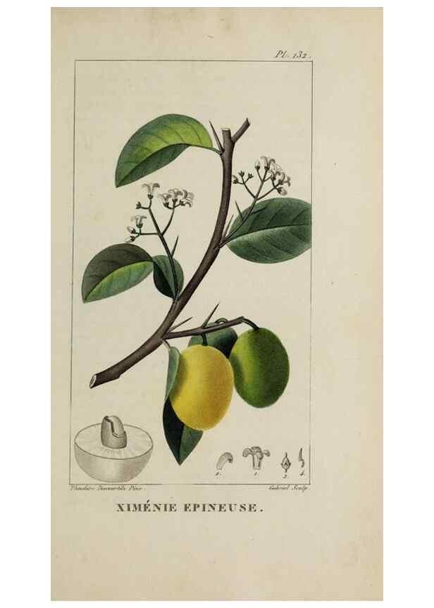 Reproducción/Reproduction 47117773962: Flore pittoresque et médicale des Antilles, ou, Histoire naturelle des plantes usuelles des colonies françaises, anglaises, espagnoles, et portugaises /. Paris :Ches l'Editeur,1833.. 
