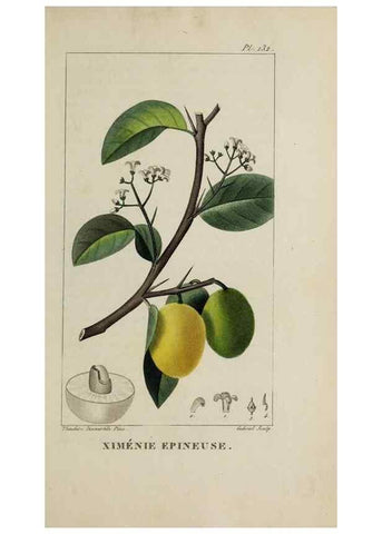 Reproducción/Reproduction 47117773962: Flore pittoresque et médicale des Antilles, ou, Histoire naturelle des plantes usuelles des colonies françaises, anglaises, espagnoles, et portugaises /. Paris :Ches l'Editeur,1833.. 
