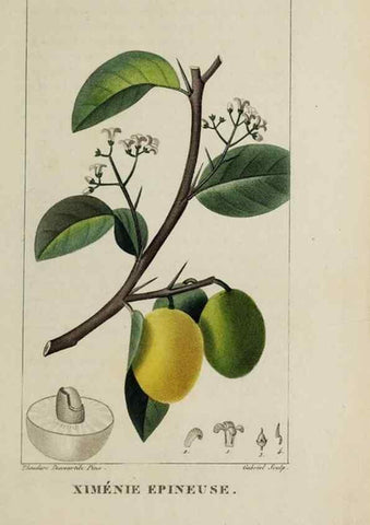 Reproducción/Reproduction 47117773962: Flore pittoresque et médicale des Antilles, ou, Histoire naturelle des plantes usuelles des colonies françaises, anglaises, espagnoles, et portugaises /. Paris :Ches l'Editeur,1833.. 