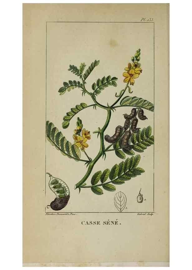 Reproducción/Reproduction 47169739611: Flore pittoresque et médicale des Antilles, ou, Histoire naturelle des plantes usuelles des colonies françaises, anglaises, espagnoles, et portugaises /. Paris :Ches l'Editeur,1833.. 