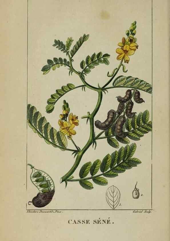 Reproducción/Reproduction 47169739611: Flore pittoresque et médicale des Antilles, ou, Histoire naturelle des plantes usuelles des colonies françaises, anglaises, espagnoles, et portugaises /. Paris :Ches l'Editeur,1833.. 