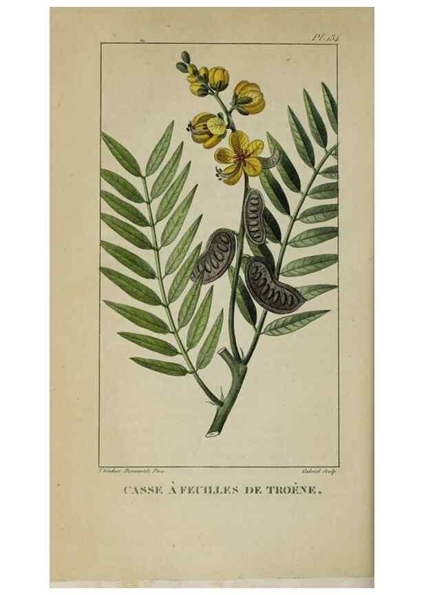 Reproducción/Reproduction 47117775522: Flore pittoresque et médicale des Antilles, ou, Histoire naturelle des plantes usuelles des colonies françaises, anglaises, espagnoles, et portugaises /. Paris :Ches l'Editeur,1833.. 