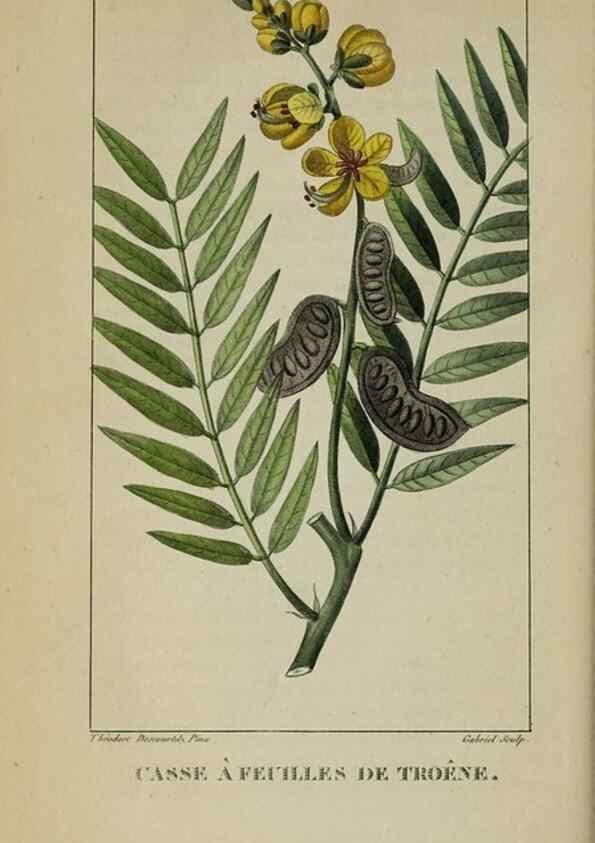 Reproducción/Reproduction 47117775522: Flore pittoresque et médicale des Antilles, ou, Histoire naturelle des plantes usuelles des colonies françaises, anglaises, espagnoles, et portugaises /. Paris :Ches l'Editeur,1833.. 