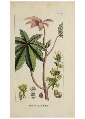 Reproducción/Reproduction 33294557728: Flore pittoresque et médicale des Antilles, ou, Histoire naturelle des plantes usuelles des colonies françaises, anglaises, espagnoles, et portugaises /. Paris :Ches l'Editeur,1833.. 