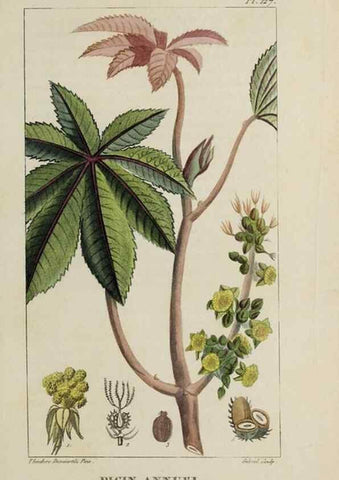 Reproducción/Reproduction 33294557728: Flore pittoresque et médicale des Antilles, ou, Histoire naturelle des plantes usuelles des colonies françaises, anglaises, espagnoles, et portugaises /. Paris :Ches l'Editeur,1833.. 