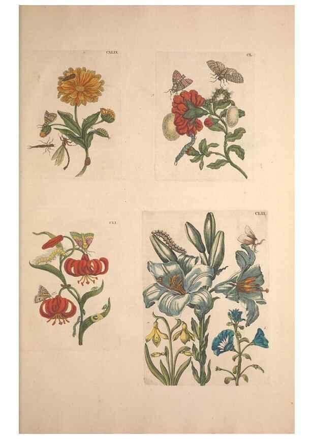 Reproducción/Reproduction 32204830927: De Europischen insecten :. Tot Amsterdam :By J.F. Bernard,1730.. 