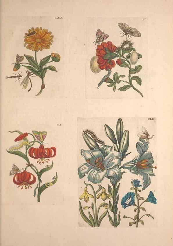 Reproducción/Reproduction 32204830927: De Europischen insecten :. Tot Amsterdam :By J.F. Bernard,1730.. 