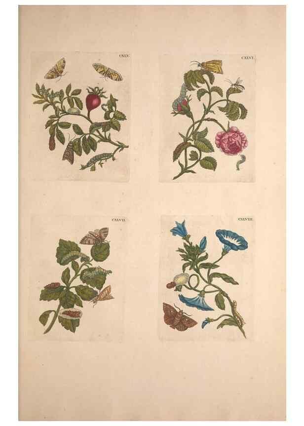 Reproducción/Reproduction 46232495925: De Europischen insecten :. Tot Amsterdam :By J.F. Bernard,1730.. 