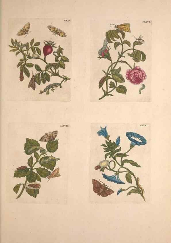Reproducción/Reproduction 46232495925: De Europischen insecten :. Tot Amsterdam :By J.F. Bernard,1730.. 