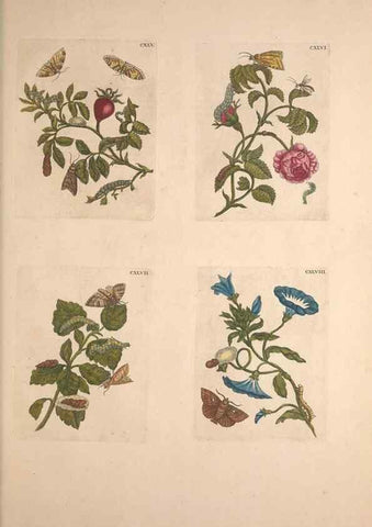 Reproducción/Reproduction 46232495925: De Europischen insecten :. Tot Amsterdam :By J.F. Bernard,1730.. 