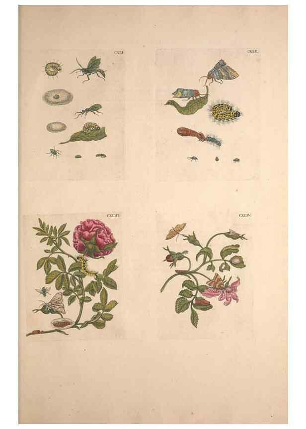 Reproducción/Reproduction 33271498258: De Europischen insecten :. Tot Amsterdam :By J.F. Bernard,1730.. 