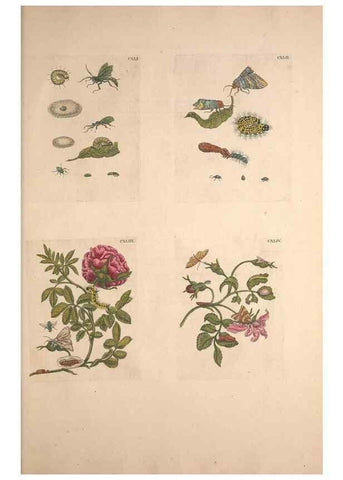 Reproducción/Reproduction 33271498258: De Europischen insecten :. Tot Amsterdam :By J.F. Bernard,1730.. 