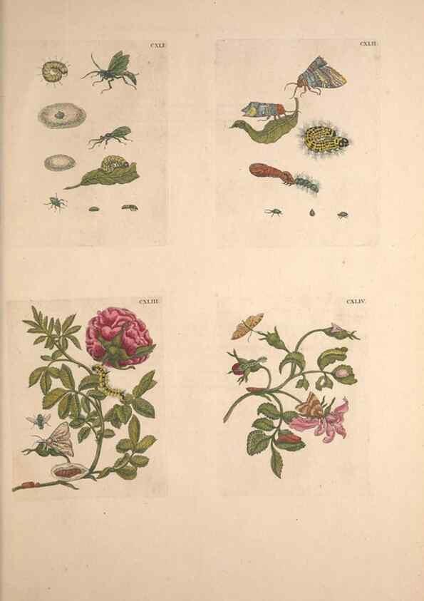 Reproducción/Reproduction 33271498258: De Europischen insecten :. Tot Amsterdam :By J.F. Bernard,1730.. 