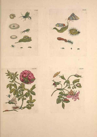 Reproducción/Reproduction 33271498258: De Europischen insecten :. Tot Amsterdam :By J.F. Bernard,1730.. 