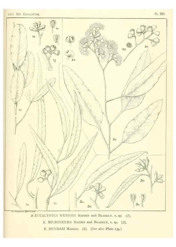Reproducción/Reproduction 46338698054: A critical revision of the genus Eucalyptus,. Sydney,Gullick,1903-33.. 