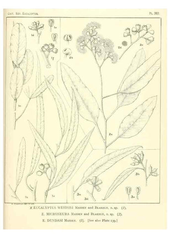 Reproducción/Reproduction 46338698054: A critical revision of the genus Eucalyptus,. Sydney,Gullick,1903-33.. 