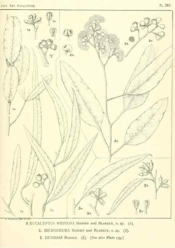 Reproducción/Reproduction 46338698054: A critical revision of the genus Eucalyptus,. Sydney,Gullick,1903-33.. 