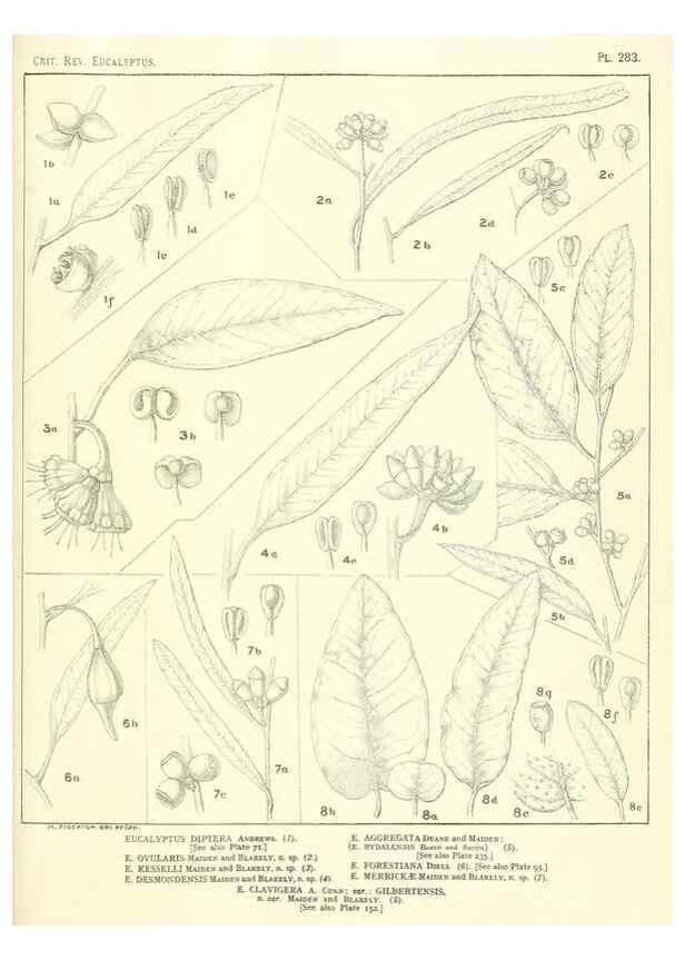 Reproducción/Reproduction 46338699004: A critical revision of the genus Eucalyptus,. Sydney,Gullick,1903-33.. 