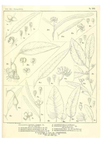 Reproducción/Reproduction 46338699004: A critical revision of the genus Eucalyptus,. Sydney,Gullick,1903-33.. 