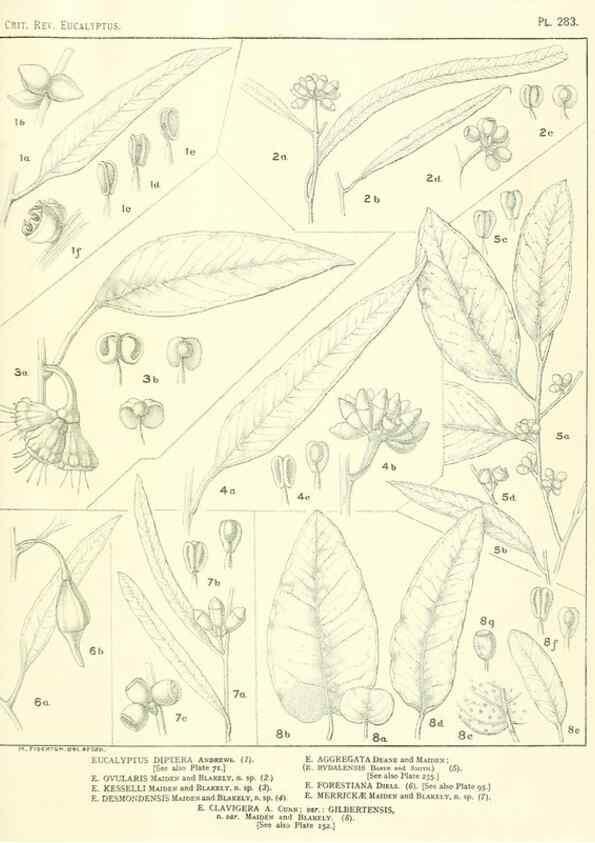 Reproducción/Reproduction 46338699004: A critical revision of the genus Eucalyptus,. Sydney,Gullick,1903-33.. 