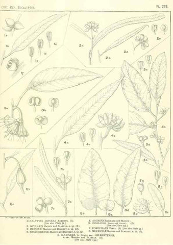 Reproducción/Reproduction 46338699004: A critical revision of the genus Eucalyptus,. Sydney,Gullick,1903-33.. 