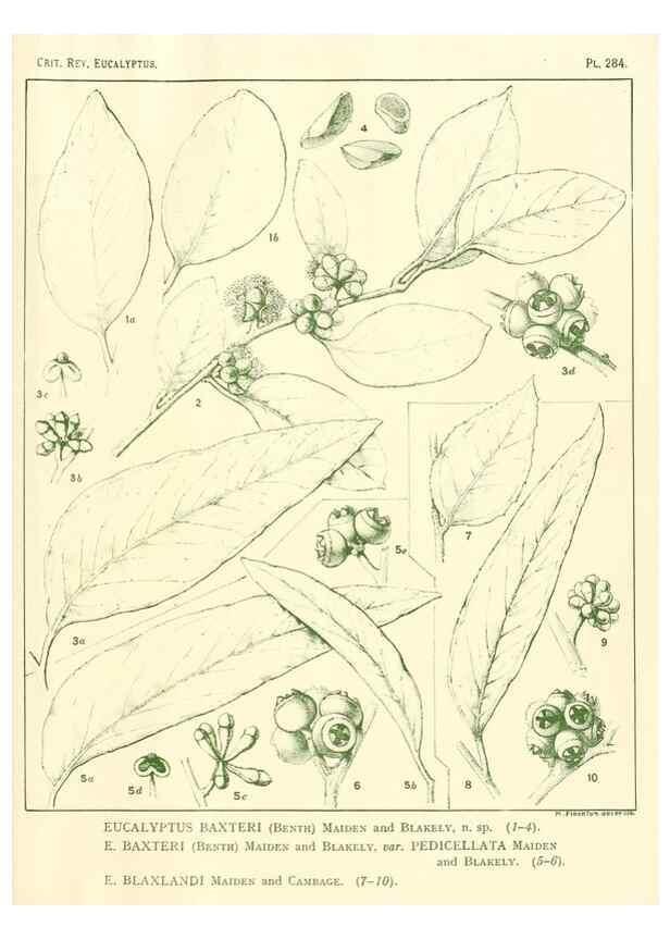 Reproducción/Reproduction 32120840567: A critical revision of the genus Eucalyptus,. Sydney,Gullick,1903-33.. 