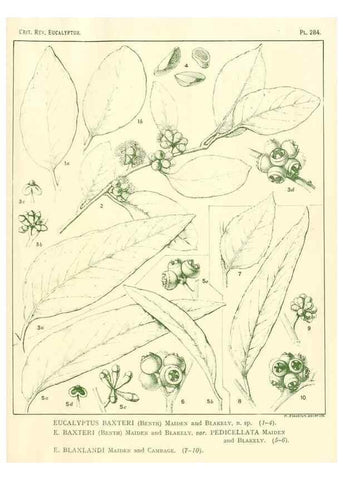 Reproducción/Reproduction 32120840567: A critical revision of the genus Eucalyptus,. Sydney,Gullick,1903-33.. 