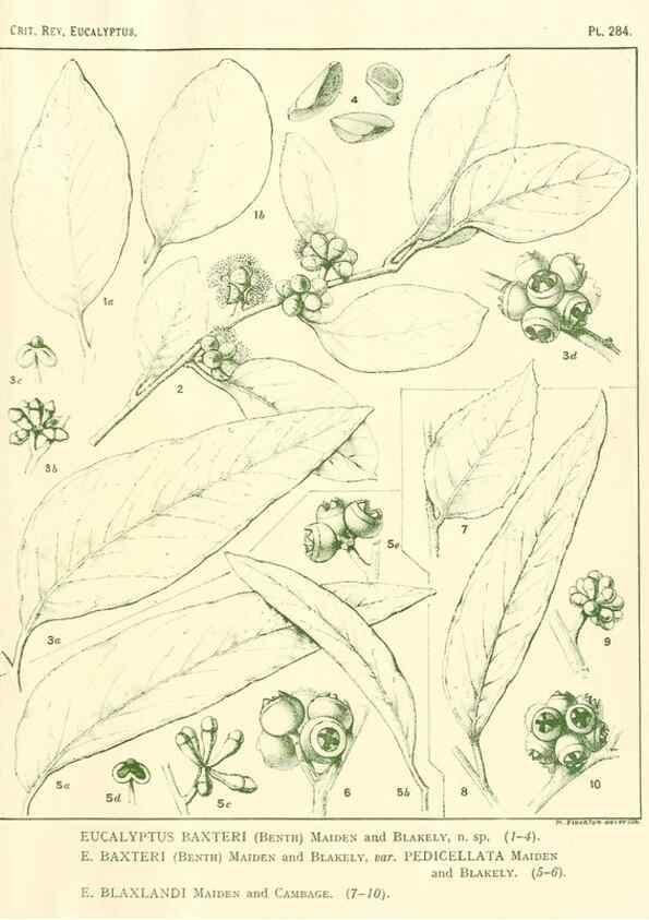 Reproducción/Reproduction 32120840567: A critical revision of the genus Eucalyptus,. Sydney,Gullick,1903-33.. 