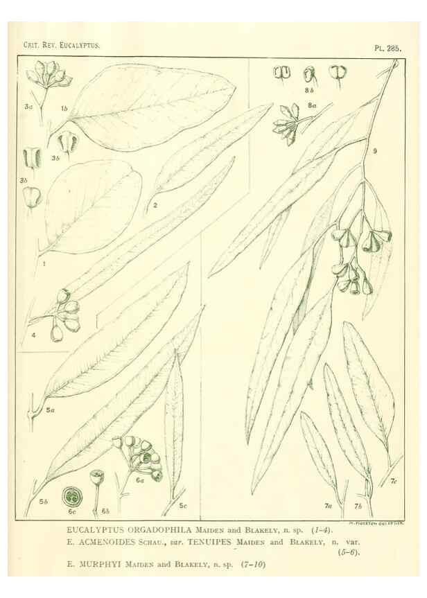 Reproducción/Reproduction 47010363422: A critical revision of the genus Eucalyptus,. Sydney,Gullick,1903-33.. 