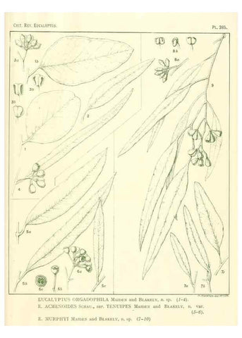 Reproducción/Reproduction 47010363422: A critical revision of the genus Eucalyptus,. Sydney,Gullick,1903-33.. 